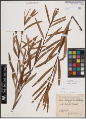 Foto von Salix exigua subsp. interior (Rowlee) Cronquist